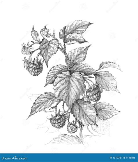 Image result for Raspberry Branch Line Drawing