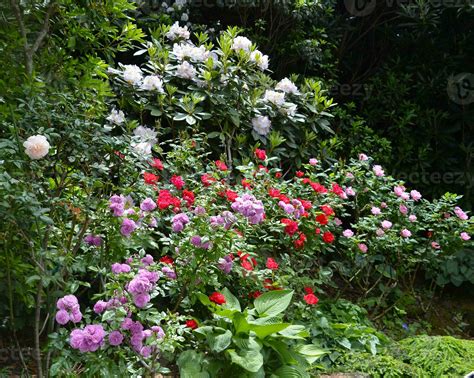Roses, rhodendrons and mountain laurel blooming in a garden 24094834 ...