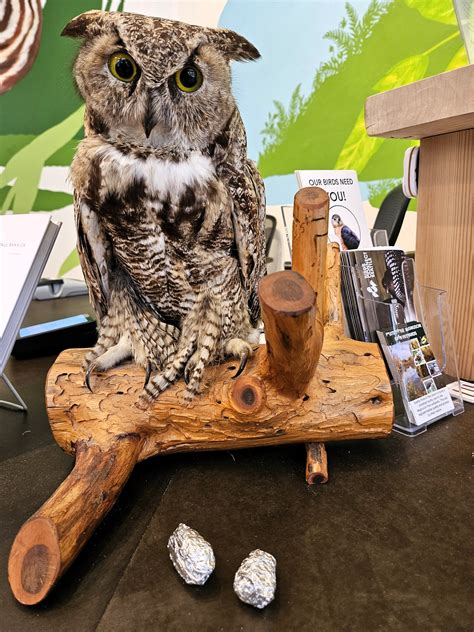 Birds Connect Seattle