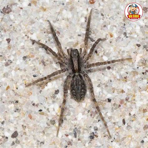 VN Care Pest Control - A Professional Pest Control in Delhi