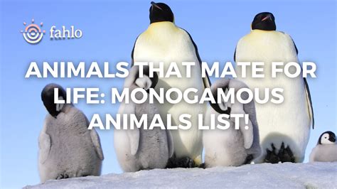 9 Animals That Mate for Life: Monogamous Animals List! | Fahlo