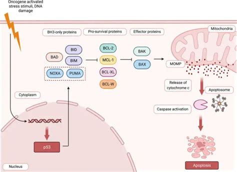 Bcf2 Structure 的图像结果