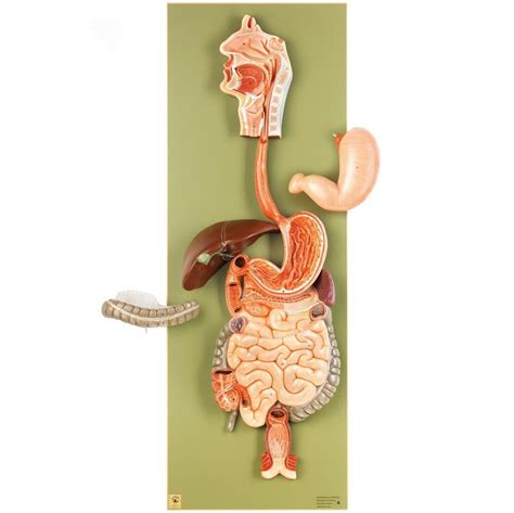 Image result for Digestive System Model BBC