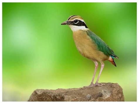 Chhattisgarh Nature Story अचानकमार टाइगर रिजर्व क्षेत्र में पहली बार ...