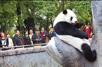 大熊猫在日本遭围观,中国大熊猫发飙在日本死亡背后的原因(2)_99女性网