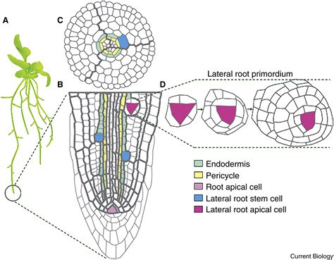 Specification and evolution of lateral roots: Current Biology