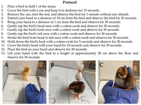 New Behavioral Handling Test Reveals Temperament Differences in Native Japanese Chickens