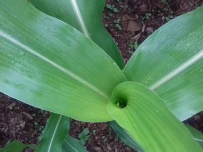 Corn Leaf Infection - Dataset Ninja