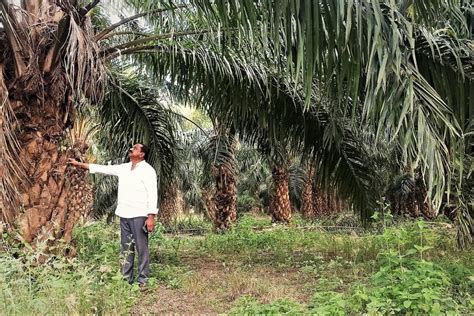 धान से लेकर पाम तक: पानी की अधिक खपत करने वाली फसलों की ओर तेलंगाना का रुख