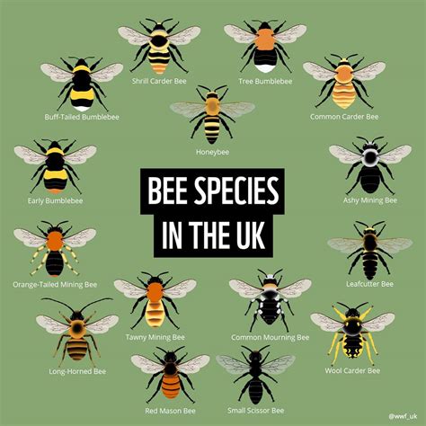 Image result for Bee Algorithm GIF