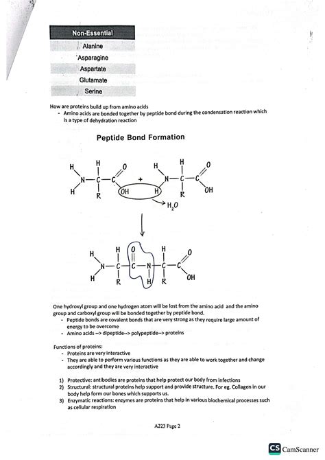 Biochemistry Protein Structure 的图像结果