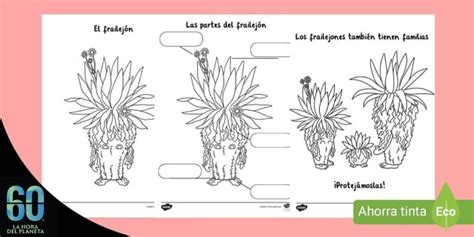 Dibujo del frailejón para colorear - Twinkl Colombia