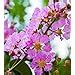 SHOP 360 GARDEN Lagerstroemia flos reginae, Queens Crape Myrtle, Queens ...