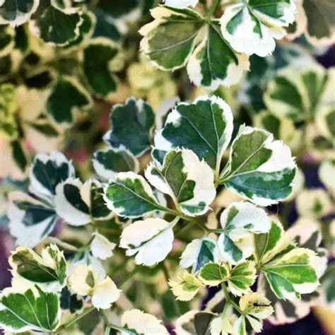 Buy Aralia super white Plant online at Nursery Nisarga