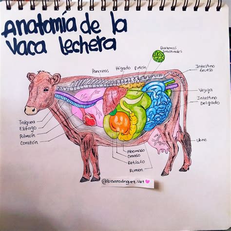 Anatomía de la vaca lechera | Anatomia veterinaria, Medicina ...