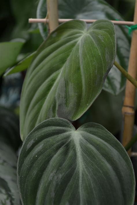 Velvet Leaf Philodendron - Philodendron hederaceum Velvet 120mm