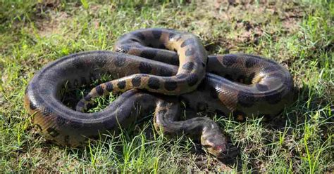 Image result for Anaconda Python Distribution