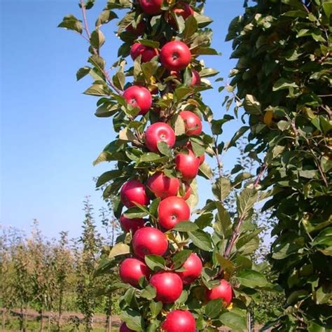 Southern Planters 1 Count White Fruit North Pole Collumnar Apple In pot ...