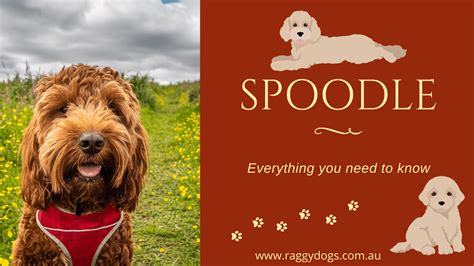 Image result for Spoodle Cockapoo