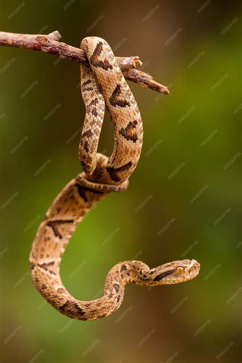 Bothrops jararaca on a twig | Premium Photo