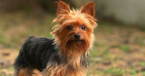 Feeding Guide For Yorkshire Terrier – Petsworld