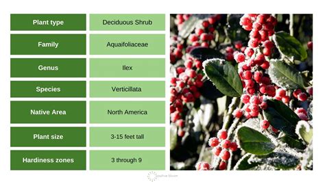 How To Grow Winterberry Holly In Your Winter Garden