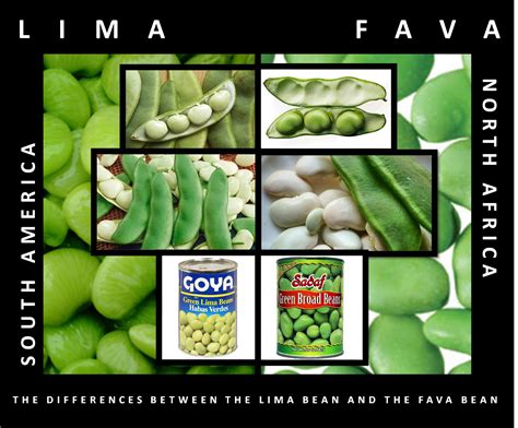 How Do You Say Green Beans In Spanish Slang at Mary Birch blog