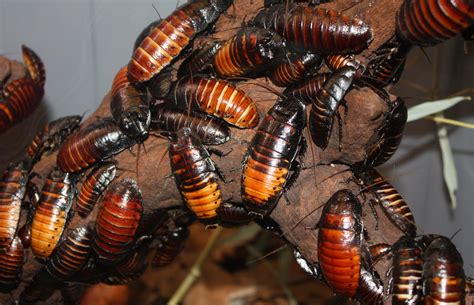 Madagascar Cockroach Dissection 的图像结果