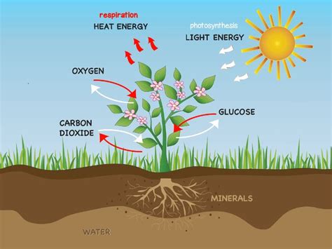 plant respiration