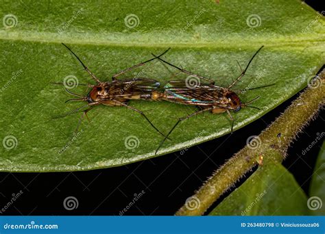 Adult Fungus Gnats stock photo. Image of insects, adult - 263480798