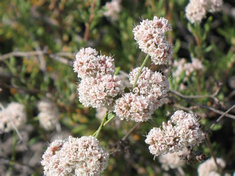 Eriogonum fasciculatum – The Watershed Nursery