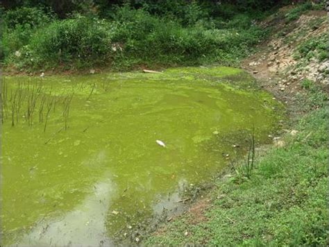 Environmental auditing of bangalore wetlands