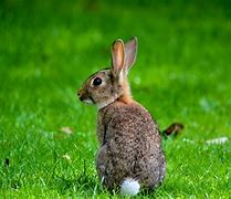 Image result for Eastern Cottontail Litter