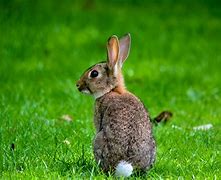Image result for Large White Rabbit Sitting Up