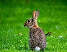 Image result for Wild Eastern Cottontail Rabbit Babies