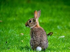 Image result for Raising Baby Rabbit Cottontail