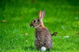 Image result for 8 Rabbits
