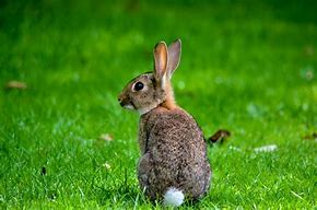 Image result for Empty Cottontail Rabbit Nest