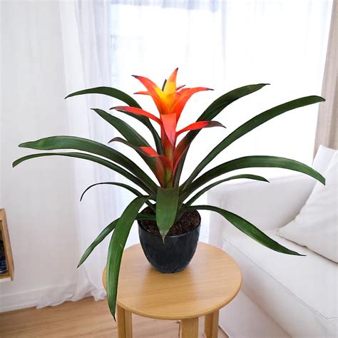 Buy Guzmania Orange Plant online at best price