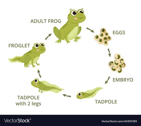 Frog Cycle 的图像结果