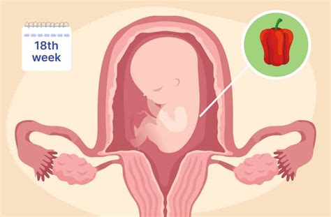 What to Expect at 18 Weeks Pregnant: Fetal Development & Symptoms - Femia