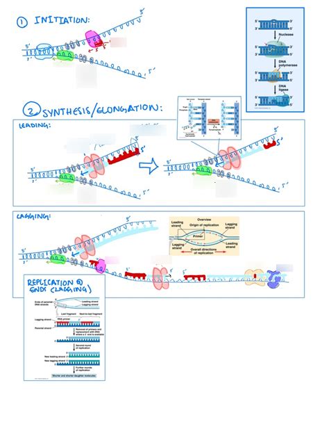 DNA Replication 的图像结果