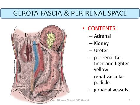Perirenal Fascia Of Gerota
