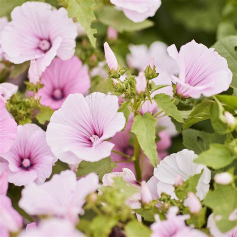 Rose Mallow Seeds - Pink Regis | Flower Seeds in Packets & Bulk | Eden ...