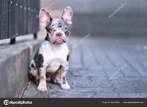Blue And Tan French Bulldog