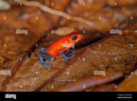 Image result for Poison Tree Frog