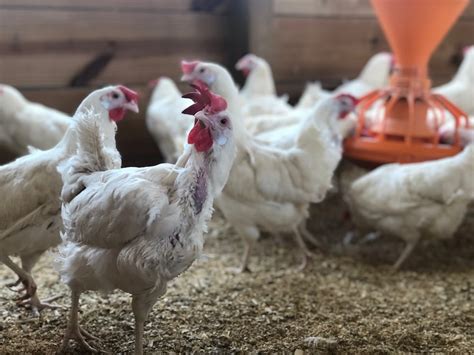 New “Hen House” changing lives in Cullman