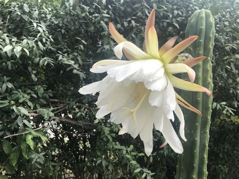 Trichocereus Pachanoi | San Pedro Cactus - Cactus Kingdom