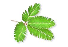 Himalaya Pilex forte Ointment – Himalaya Wellness (India)