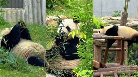 Pandas in Chengdu: A must-see attraction - CGTN